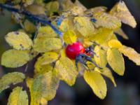 Reife Hagebutte umgeben von gelbem Blattwerk